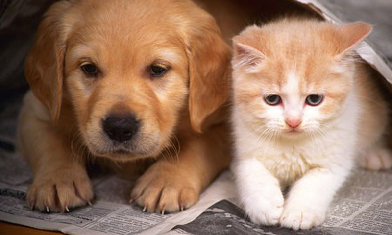 Tev ir vairāk pie sirds kā mājdzīvnieks iet kaķis vai suns?