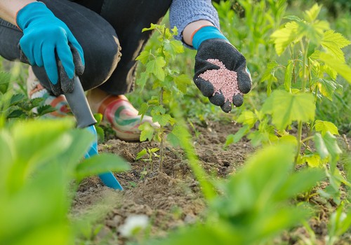 Lai zeme paēdusi un augi zaļo: mēslojumi un substrāti pavasarim