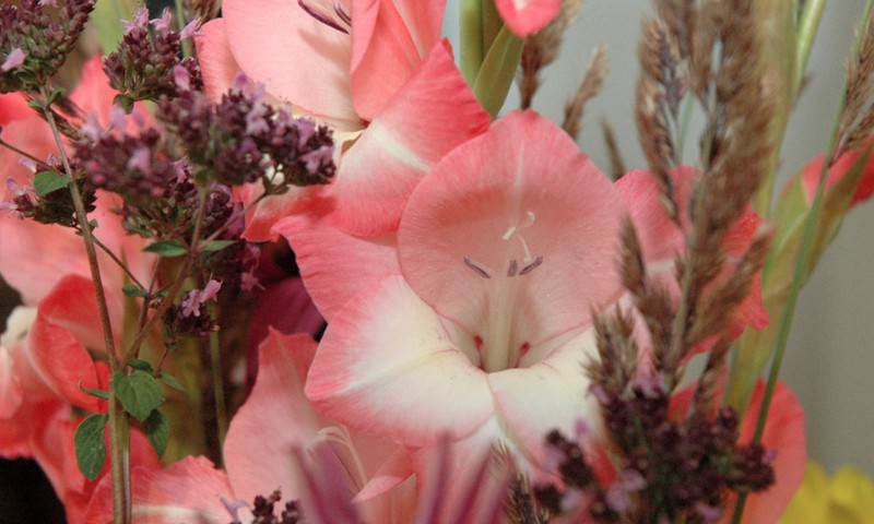 Izstāde „Gladiolas 2013” 