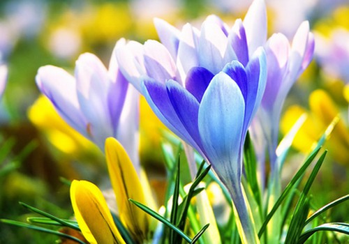 Mostās daba un arī alerģijas : jaunākā augu ziedēšanas prognoze