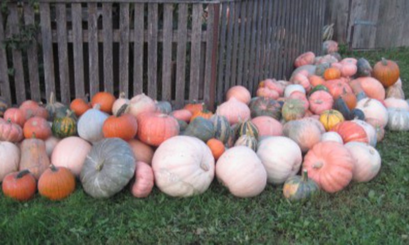 Ķirbju ballītes ķirbji un ēdienkarte