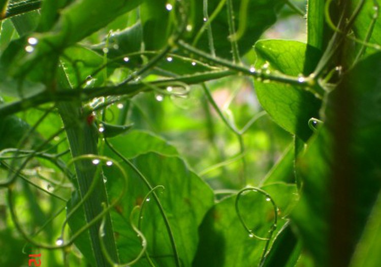 Mazliet zaļāka pasaule