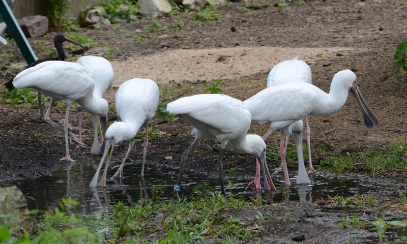 Dzīvnieku ģimeņu dienas 11. un 12. maijā