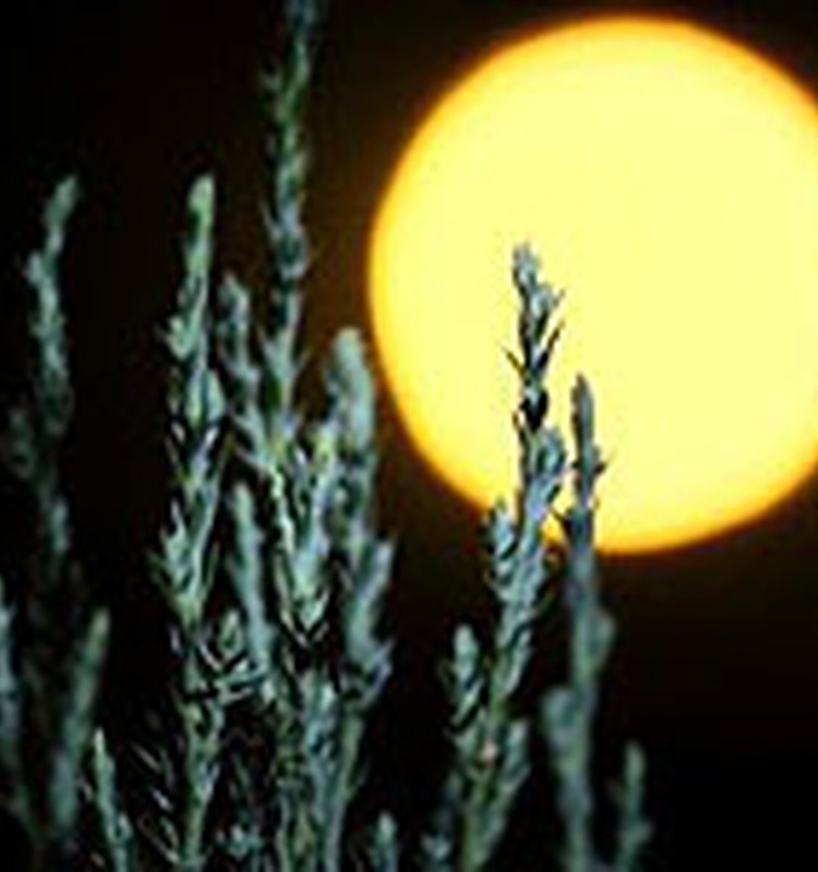 Mēness kalendārs februārim