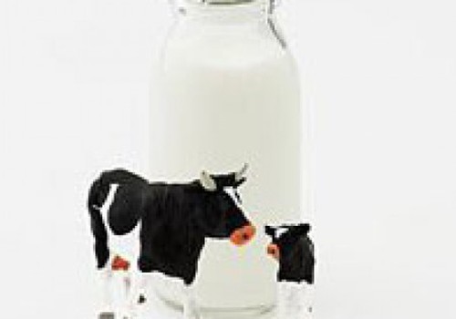Mūsu cīņa ar govs piena nepanesamību