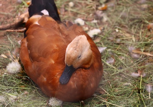 Mini Zoo "Dobuļi"