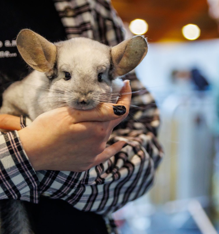 No kaķiem un suņiem līdz kaziņām un zirnekļiem –  mājdzīvnieku un zooindustrijas izstāde “ZooExpo 2023” Ķīpsalā