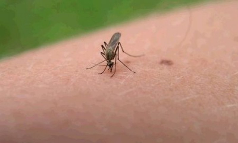 Kā Jūs cīnāties ar odiem un to kodieniem?