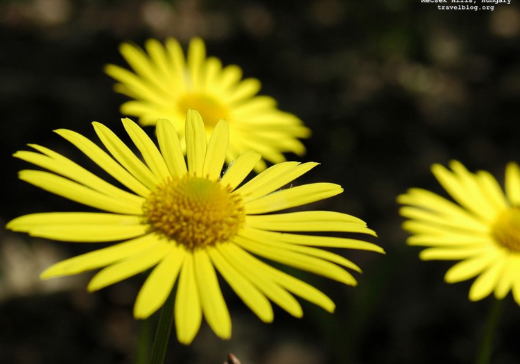 Sveicam Lienes un Lienas vārda dienā!