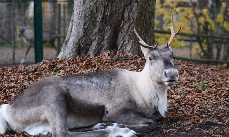 Rīgas Zooloģiskajā dārzā Dzīvnieku dienas 2015