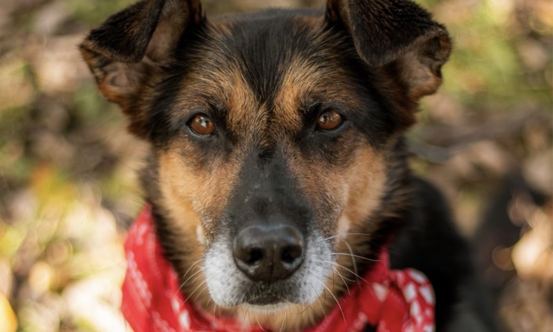 Ar atbildību pret mājdzīvniekiem: “Rīga Plaza” kampaņa “Sasildi ķepaiņus!” aicina palīdzēt patversmes iemītniekiem