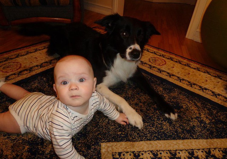 Bērna drošības zelta likumi, ja mājās ir suns. Kinologa Jeļenas Bikas ieteikumi