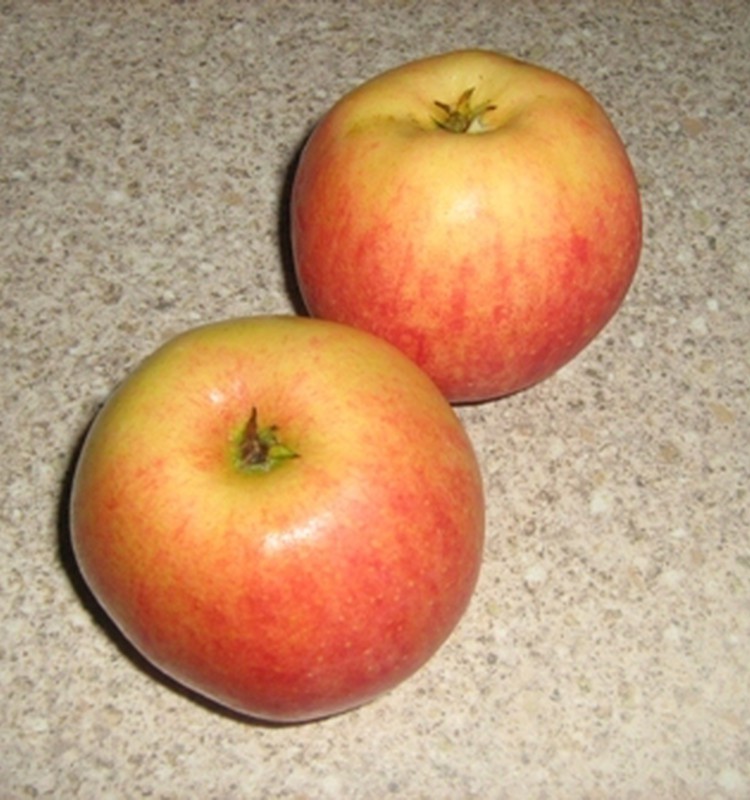 Cepti āboli ar brūklenēm