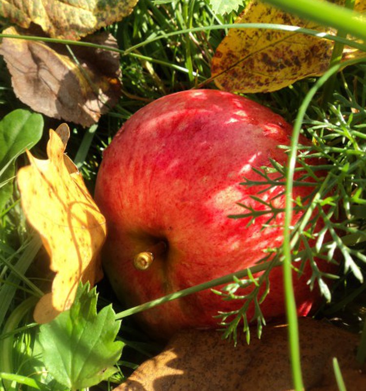 Maigais ābola pieskāriens jeb cepti āboli ar ķiršu ievārījumu