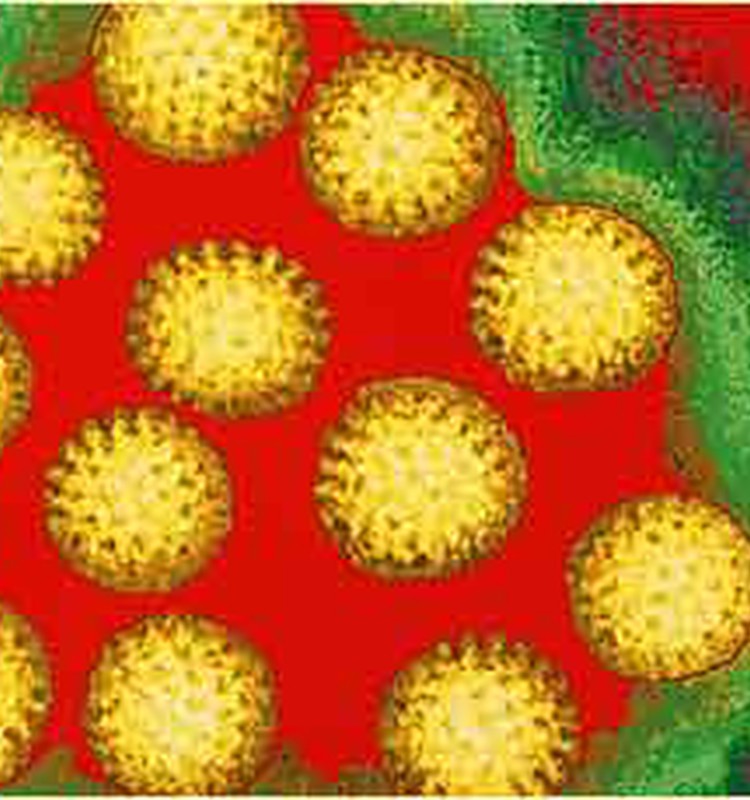 Diena: Rotavīruss. Vakcinēties vai ne?