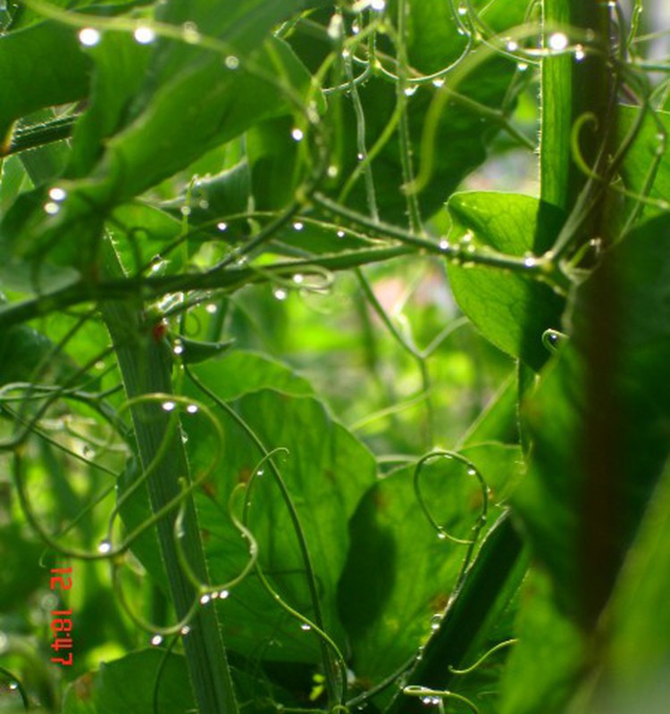 Mazliet zaļāka pasaule