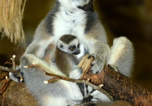 Ziemas naktis Zoodārzā un jauni mazuļi