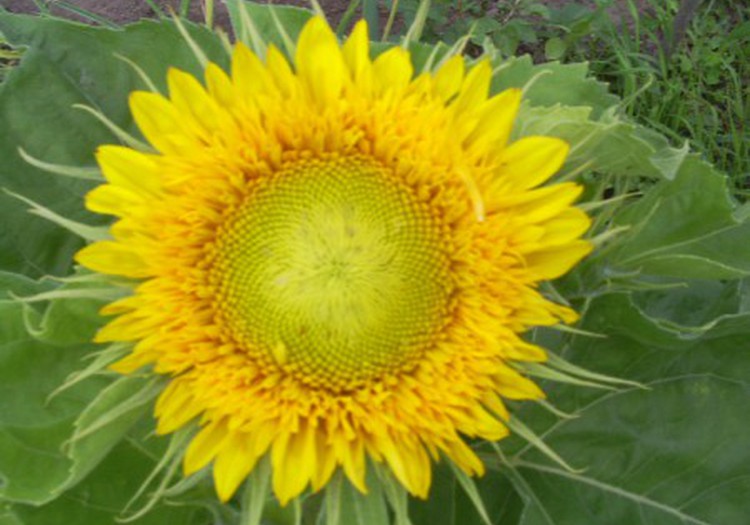 Mūsu ģimenes simbols ir būt kopā