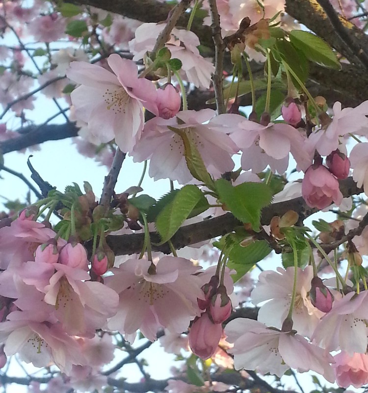 Japāņu ķirši zied Uzvaras parkā - laiks pastaigai!