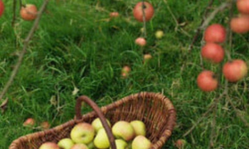 Rudens ogas un augļi - veselībai
