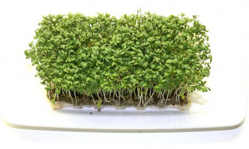 Kā pagatavot kressalātus? 