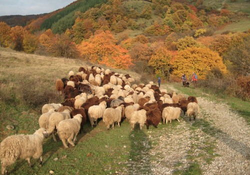 Dabas muzejā notiks ģimenes diena „Mājdzīvnieki un to senči” 