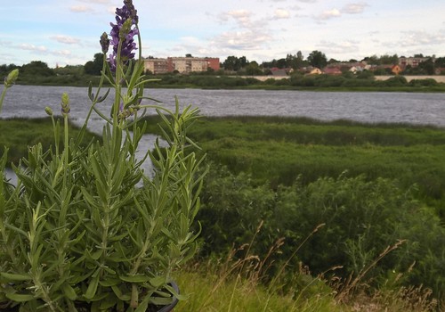 Mūsu likteņupe- Daugava