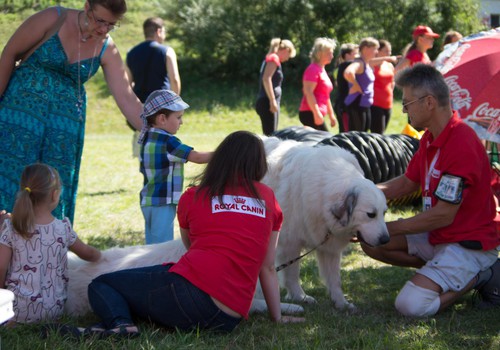 Māmiņu Kluba festivālā īpašā suņu izstāde un informācija par kanisterapiju!