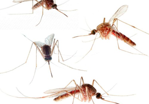 Vasara un ODI! Padomi, kā izvairīties no odu kodumiem!