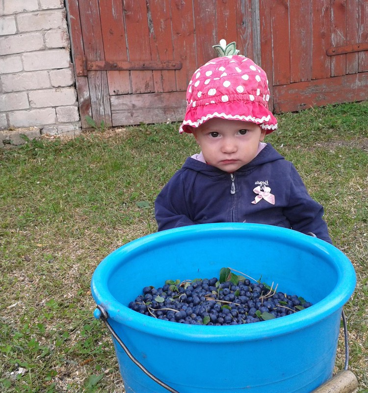 Melleņu sezona sākusies!