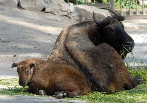 Dzīvnieku ģimeņu dienas Zooloģiskajā dārzā