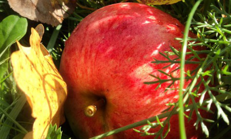 Maigais ābola pieskāriens jeb cepti āboli ar ķiršu ievārījumu