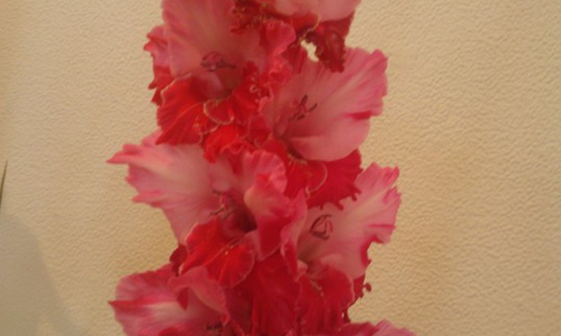 Mani mīļākie ziedi- gladiolas