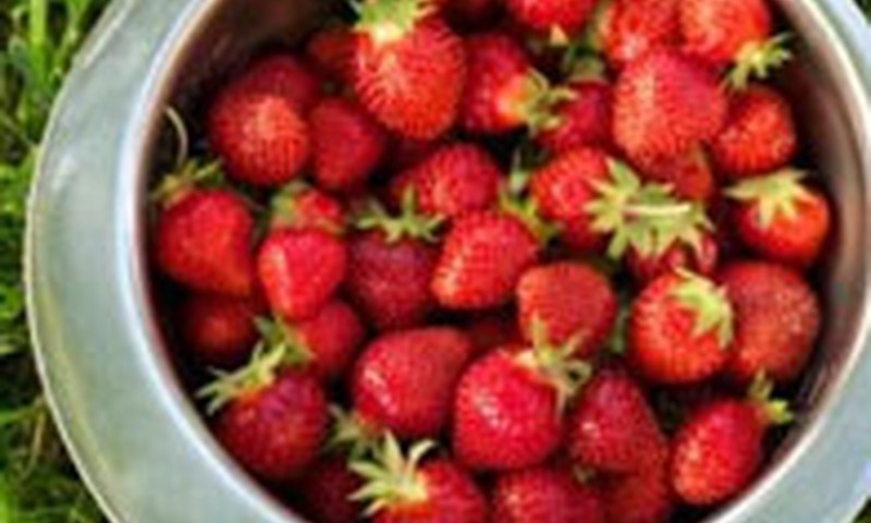 Tikai 100g zemeņu dienā un nepieciešamā C vitamīna deva nodrošināta!