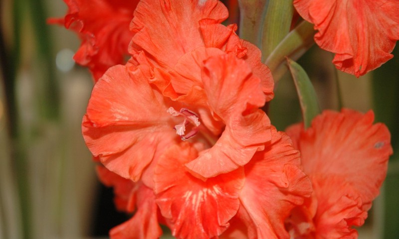 Tiek atklāta rudenīga izstāde „Gladiolas”