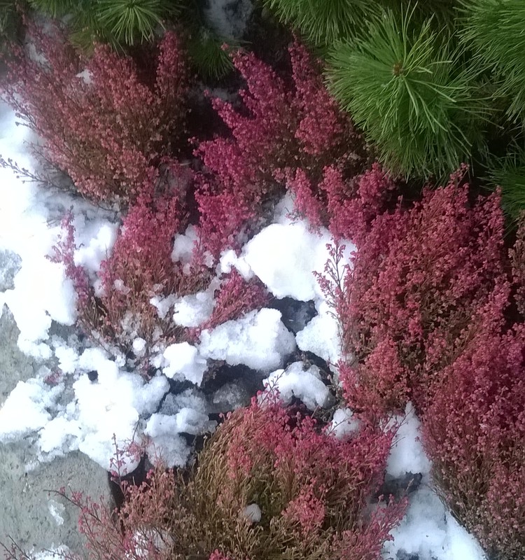 Apsveicu ar pirmo balto sniedziņu