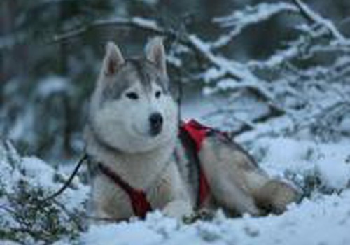 Tagad Latvijā var vizināties suņu pajūgos