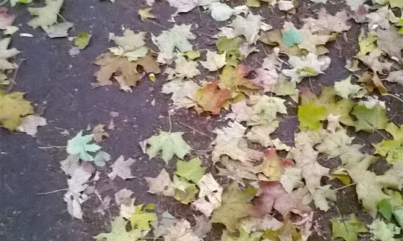 Rudens pastaiga rudenīgam noskaņojumam