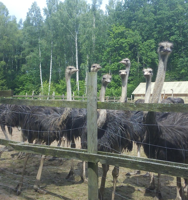 Latvijā lielākā strausu ferma "Nornieki", Kurzemē