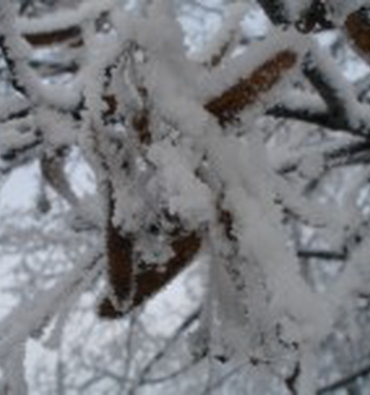 Premjers aicina rūpīgi pārdomāt mācību atsākšanu skolās