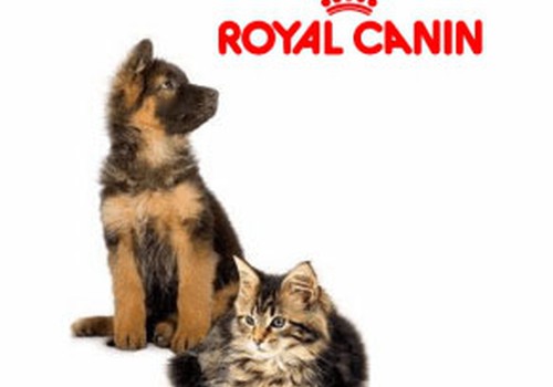 Palutini savu mājas mīluli ar barību no Royal Canin