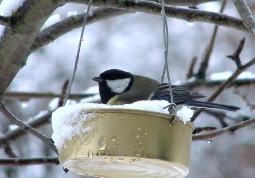 Putnu piebarošana ziemā