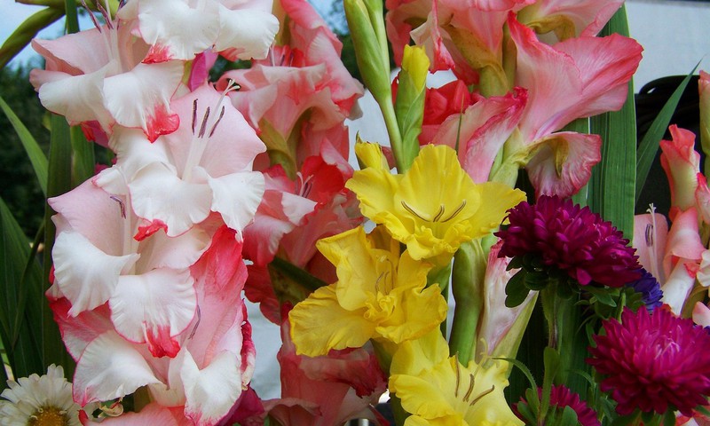 Sveicam Zinību dienā!