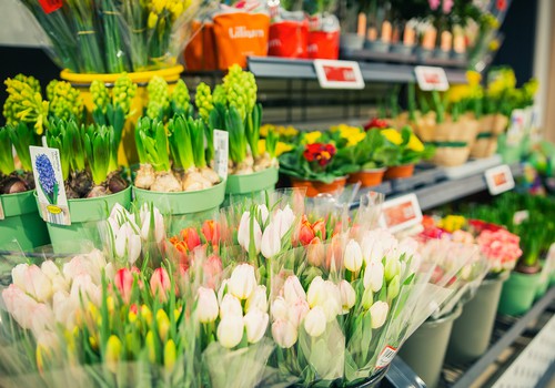 Vīrieši 8. marta dāvanām plāno tērēt līdz 50 eiro, sievietes sagaida ziedus un laiku sev