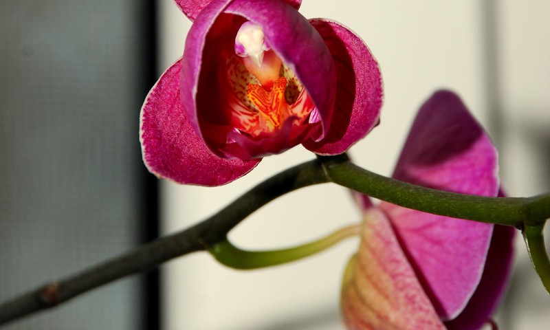Daiļās orhidejas-Falenopši.