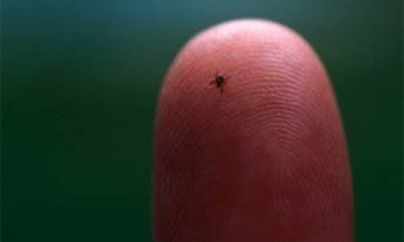 Mūsu uztraukumiem pilnais" piedzīvojums" ar ērci