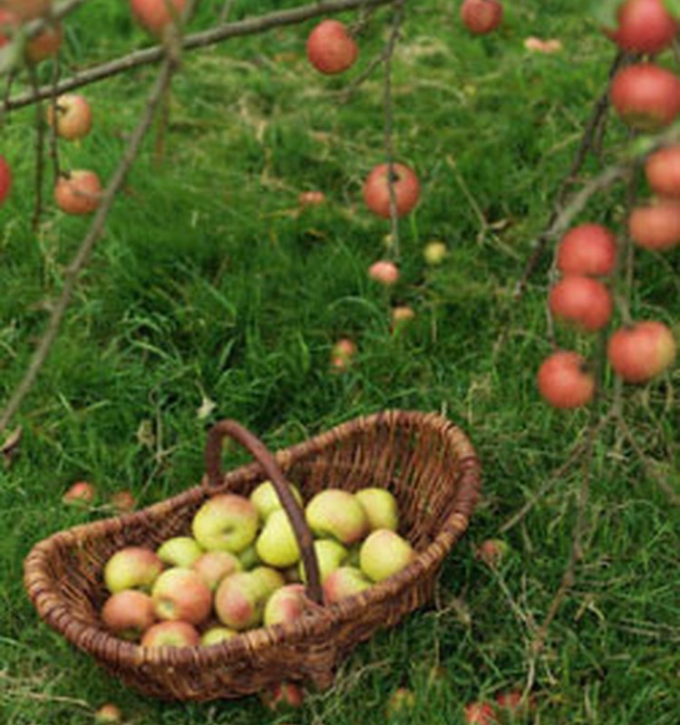 Rudens ogas un augļi - veselībai