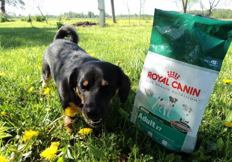 Royal Canin - pats labākais mūsu mīlulim