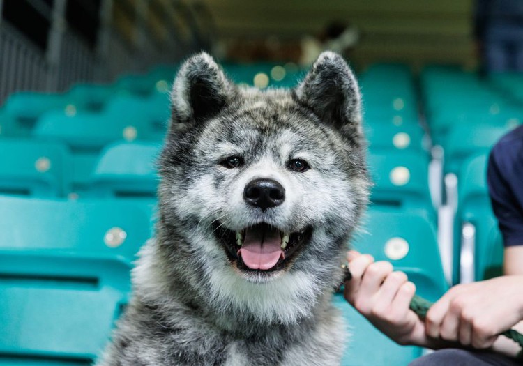 Jūnijā norisināsies skaistāko un dižciltīgāko suņu un kaķu izstāde “Latvijas uzvarētājs 2023”!