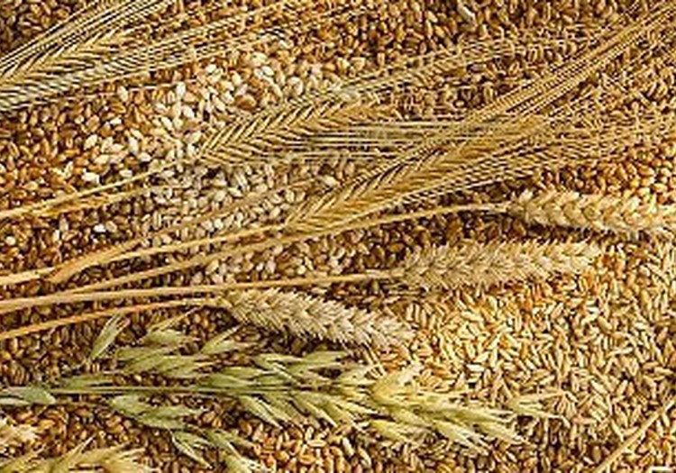 APTAUJA: Kurus graudaugus visvairāk iecienījusi Tava ģimene?